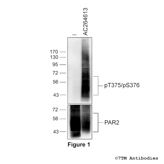Phospho-Proteinase-Activated Receptor 2 (Thr375, Ser376) Antibody in Western Blot (WB)
