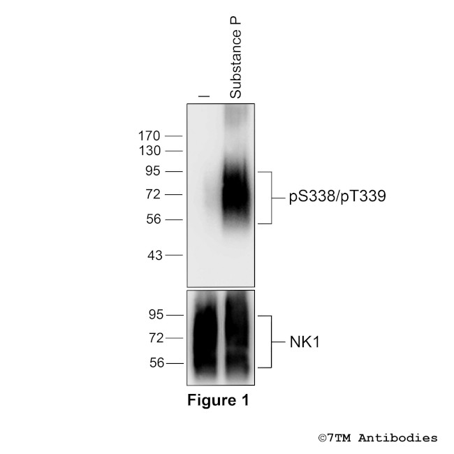 Phospho-Tachykinin Receptor 1 (Ser338, Thr339) Antibody in Western Blot (WB)