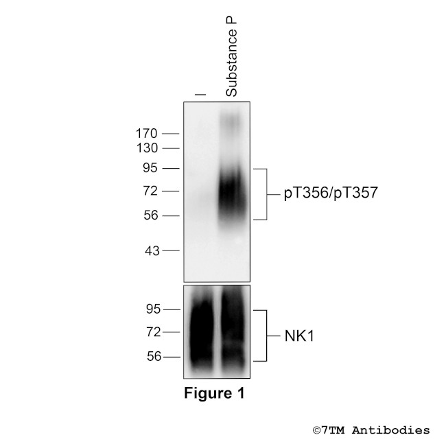 Phospho-Tachykinin Receptor 1 (Thr356, Thr357) Antibody in Western Blot (WB)