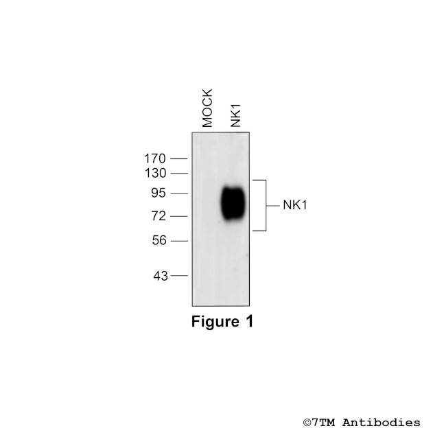 NK1, Tachykinin Receptor 1 Antibody in Western Blot (WB)
