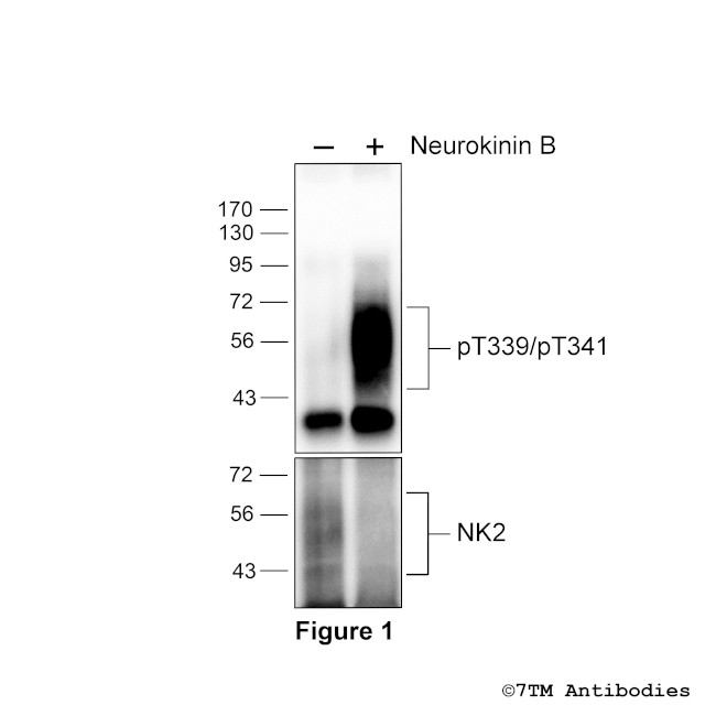 Phospho-Tachykinin Receptor 2 (Thr339, Thr341) Antibody in Western Blot (WB)