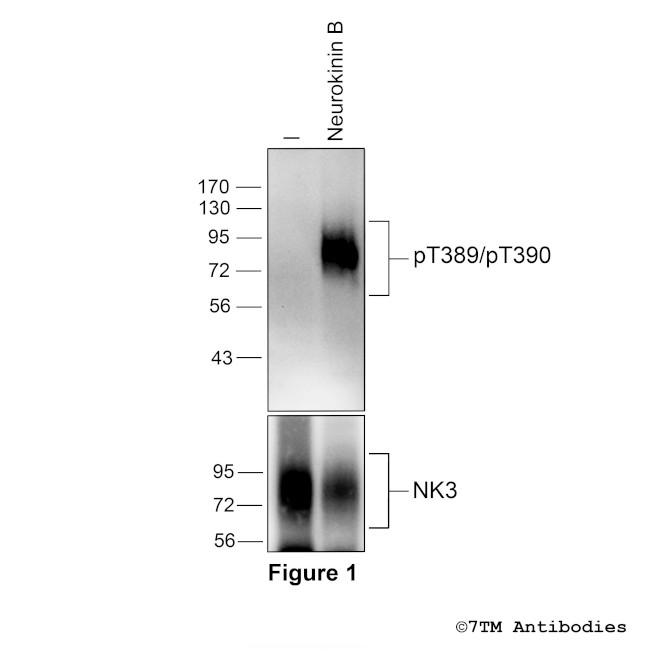 Phospho-Tachykinin Receptor 3 (Thr389, Thr390) Antibody in Western Blot (WB)