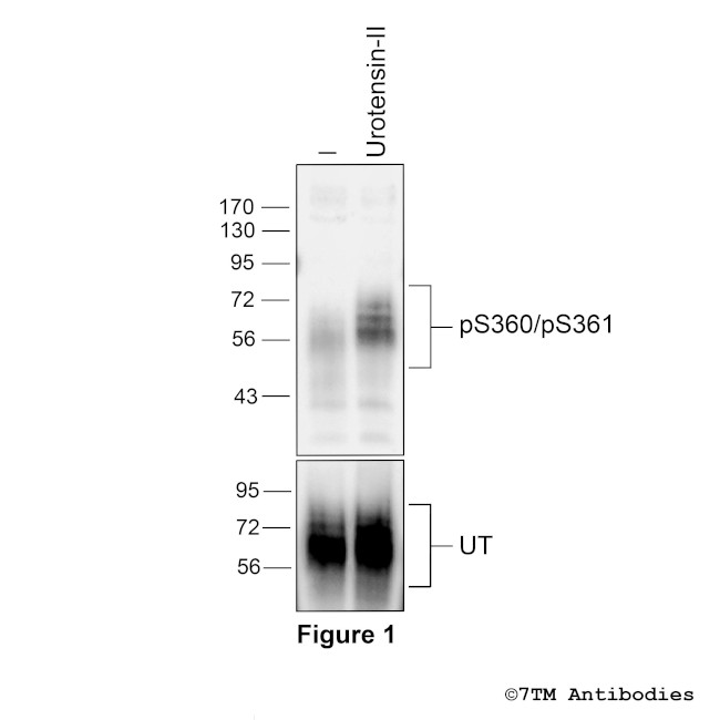 Phospho-Urotensin Receptor (Ser360, Ser361) Antibody in Western Blot (WB)