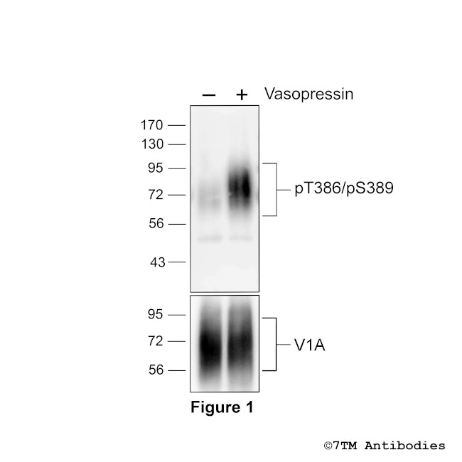 Phospho-Vasopressin Receptor 1A (Thr386, Ser389) Antibody in Western Blot (WB)