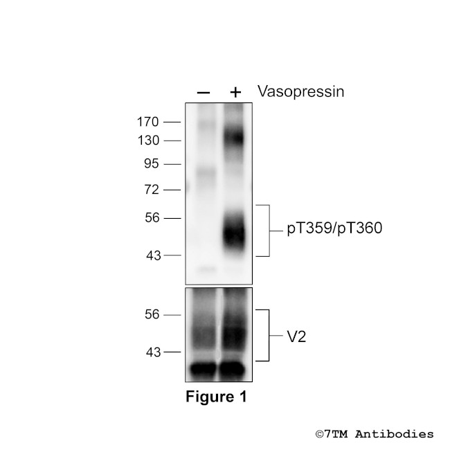 Phospho-Vasopressin Receptor 2 (Thr359, Thr360) Antibody in Western Blot (WB)