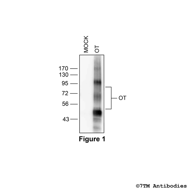 OT, Oxytocin Receptor Antibody in Western Blot (WB)
