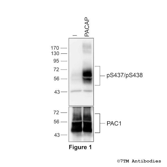 Phospho-PACAP Receptor 1 (Ser437, Ser438) Antibody in Western Blot (WB)