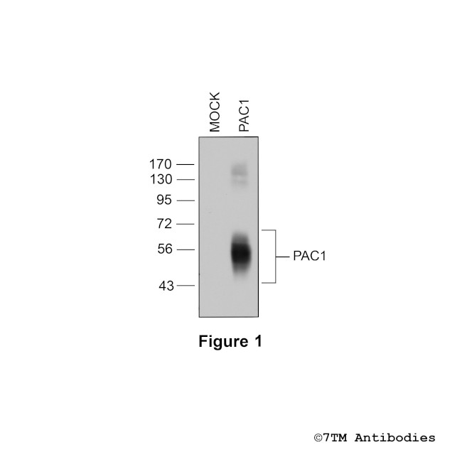 PAC1, PACAP Receptor 1 Antibody in Western Blot (WB)