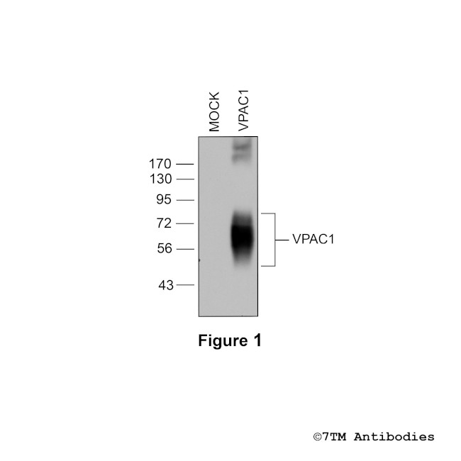 VPAC1, VIP Receptor 1 Antibody in Western Blot (WB)