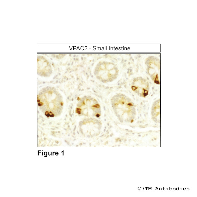 VPAC2, VIP Receptor 2 Antibody in Immunohistochemistry (Paraffin) (IHC (P))