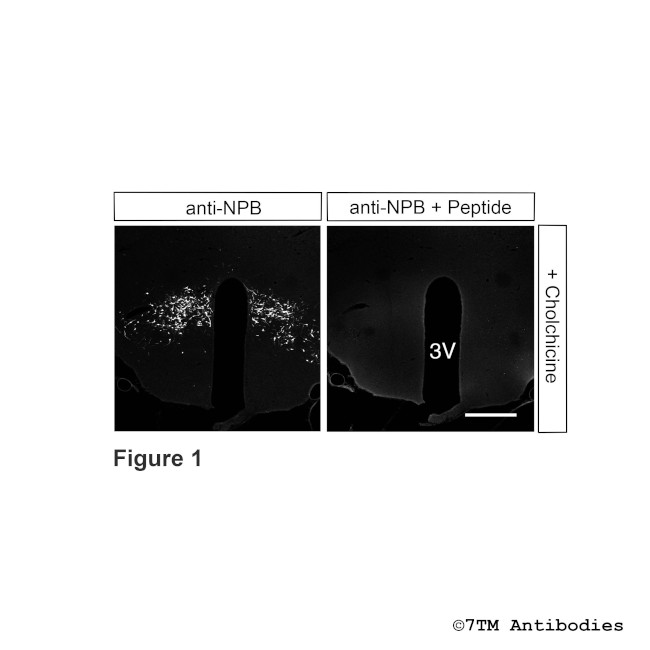 NPB, Neuropeptide B Antibody in Immunohistochemistry (Paraffin) (IHC (P))