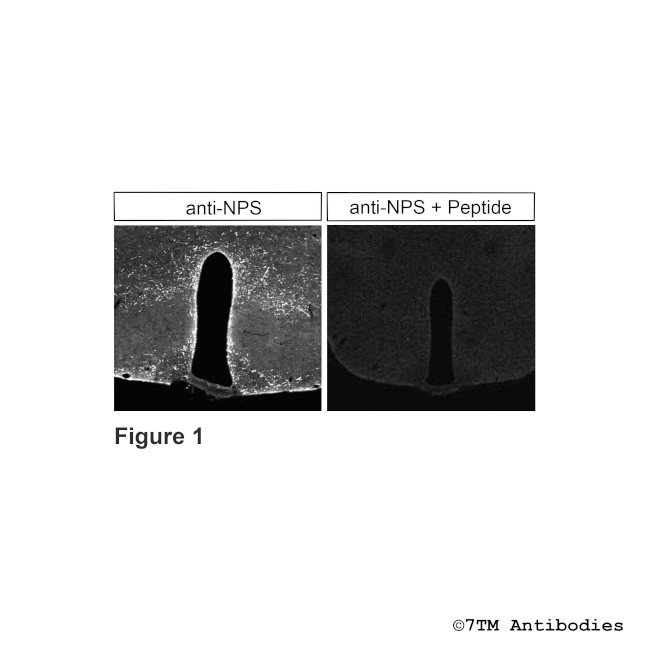 NPS, Neuropeptide S Antibody in Immunohistochemistry (Paraffin) (IHC (P))