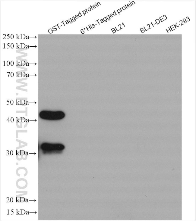 GST Tag Antibody in Western Blot (WB)