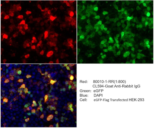 DYKDDDDK tag Antibody in Immunocytochemistry (ICC/IF)