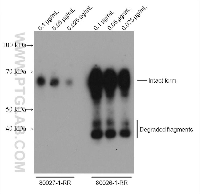 SARS-CoV-2 Nucleocapsid Phosphoprotein Antibody in Western Blot (WB)
