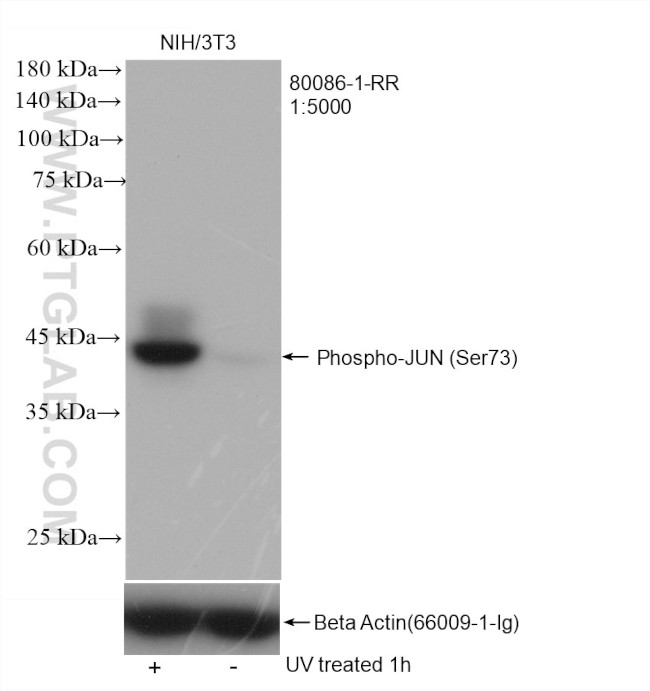 Phospho-JUN (Ser73) Antibody in Western Blot (WB)