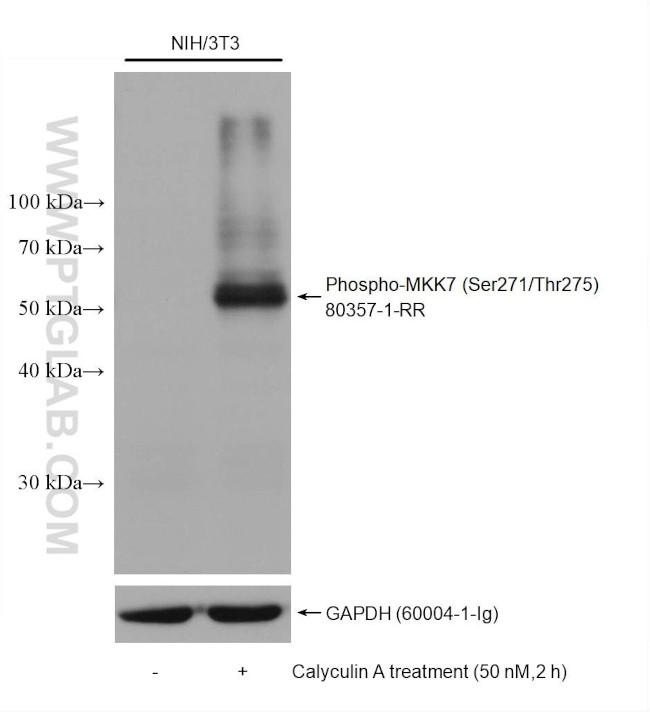 Phospho-MKK7 (Ser271, Thr275) Antibody in Western Blot (WB)