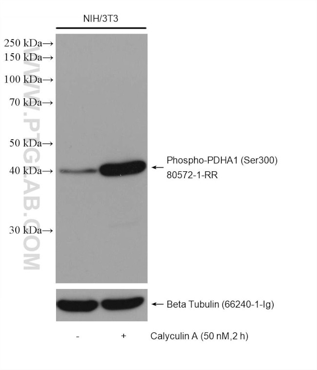 Phospho-PDH E1 Alpha (Ser300) Antibody in Western Blot (WB)