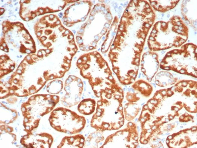 FGF23 (Fibroblast Growth Factor 23) Antibody in Immunohistochemistry (Paraffin) (IHC (P))