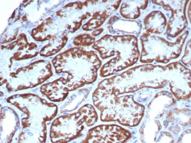 FGF23 (Fibroblast Growth Factor 23) Antibody in Immunohistochemistry (Paraffin) (IHC (P))