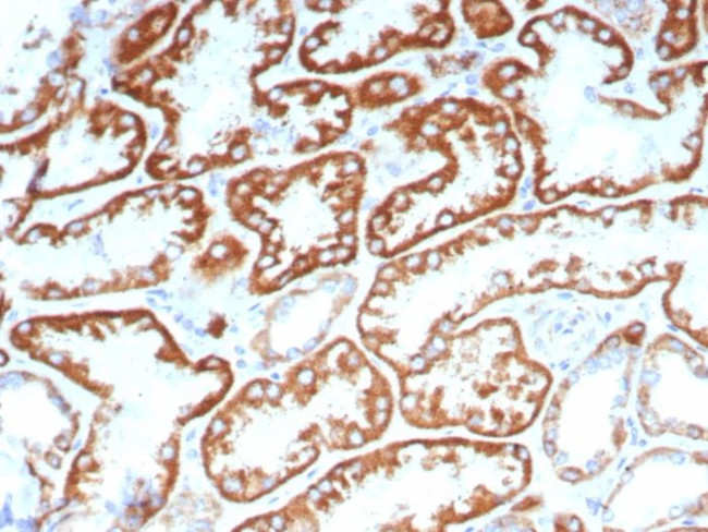 FGF23 (Fibroblast Growth Factor 23) Antibody in Immunohistochemistry (Paraffin) (IHC (P))