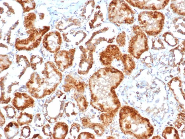 FGF23 (Fibroblast Growth Factor 23) Antibody in Immunohistochemistry (Paraffin) (IHC (P))