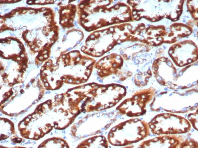 FGF23 (Fibroblast Growth Factor 23) Antibody in Immunohistochemistry (Paraffin) (IHC (P))