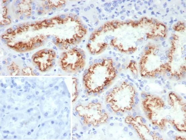 FGF23 (Fibroblast Growth Factor 23) Antibody in Immunohistochemistry (Paraffin) (IHC (P))