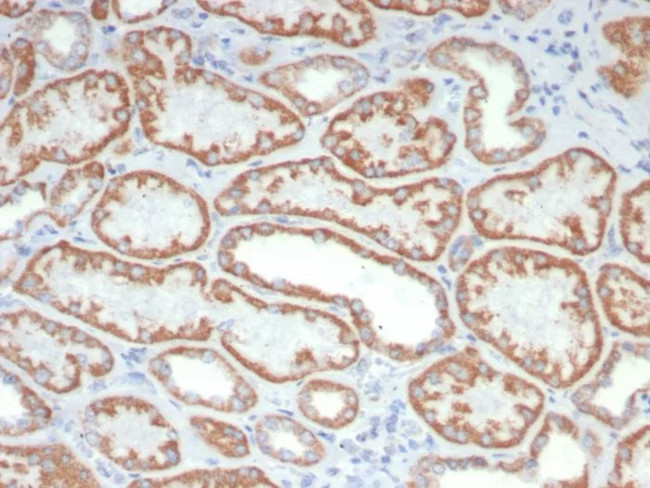 FGF23 (Fibroblast Growth Factor 23) Antibody in Immunohistochemistry (Paraffin) (IHC (P))
