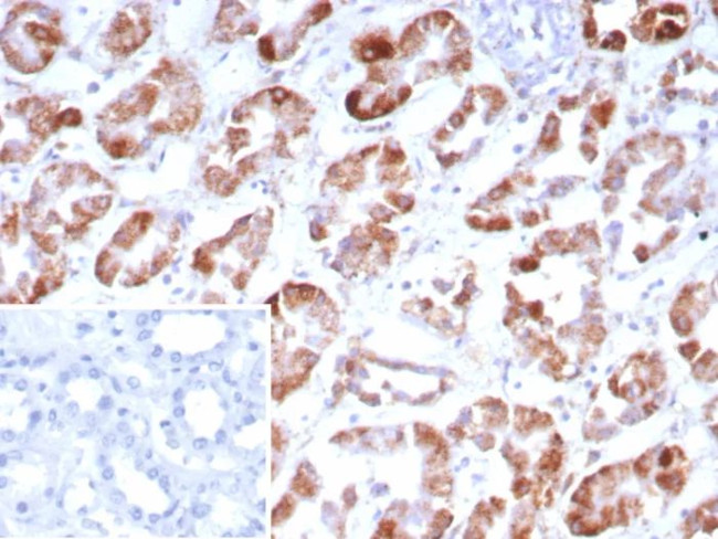 FGF23 (Fibroblast Growth Factor 23) Antibody in Immunohistochemistry (Paraffin) (IHC (P))