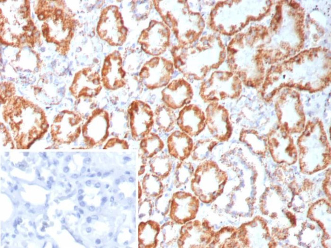 FGF23 (Fibroblast Growth Factor 23) Antibody in Immunohistochemistry (Paraffin) (IHC (P))