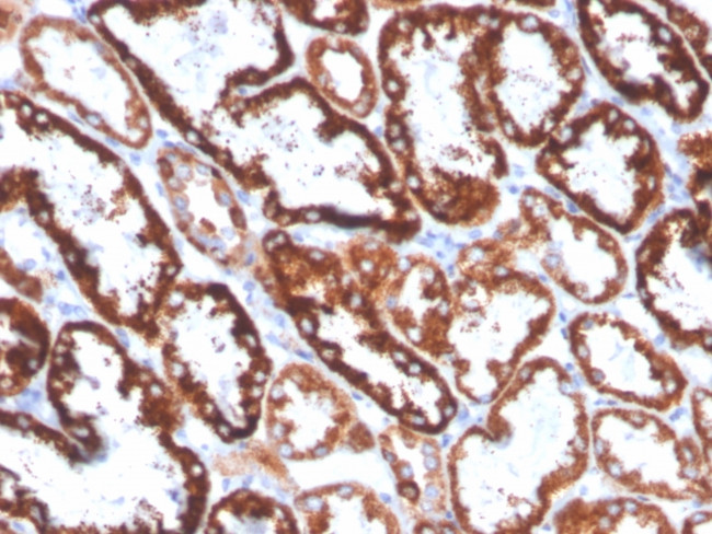 FGF23 (Fibroblast Growth Factor 23) Antibody in Immunohistochemistry (Paraffin) (IHC (P))