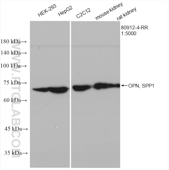 Osteopontin Antibody in Western Blot (WB)