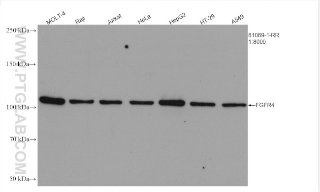 FGFR4 Antibody in Western Blot (WB)
