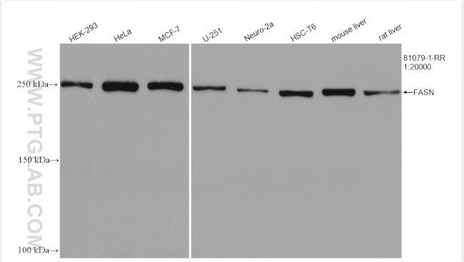 FASN Antibody in Western Blot (WB)