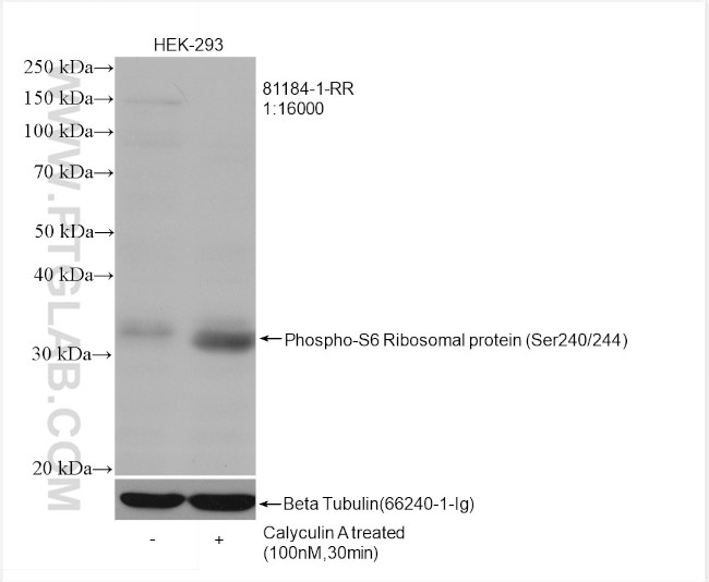 Phospho-S6 Ribosomal protein (Ser240, Ser244) Antibody in Western Blot (WB)