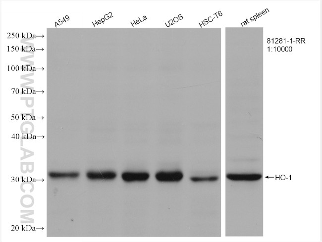 HO-1 Antibody in Western Blot (WB)