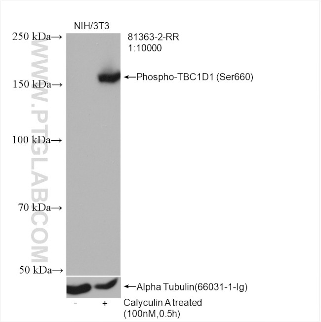Phospho-TBC1D1 (Ser660) Antibody in Western Blot (WB)