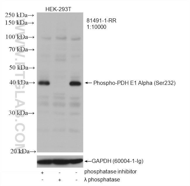 Phospho-PDH E1 Alpha (Ser232) Antibody in Western Blot (WB)