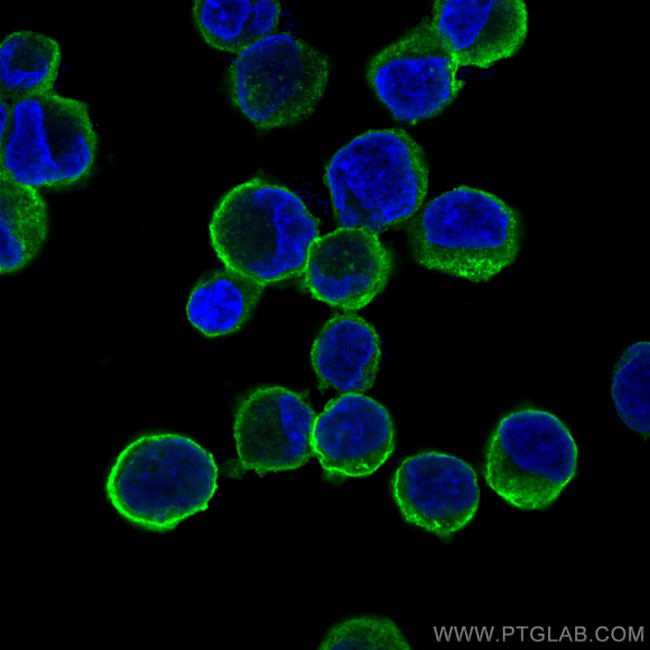 CD71 Antibody in Immunocytochemistry (ICC/IF)
