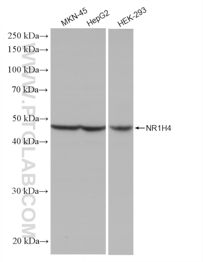 NR1H4 Antibody in Western Blot (WB)