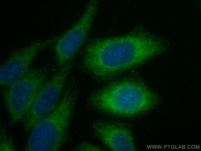 STX17 Antibody in Immunocytochemistry (ICC/IF)