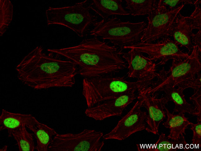 Histone H3 Antibody in Immunocytochemistry (ICC/IF)