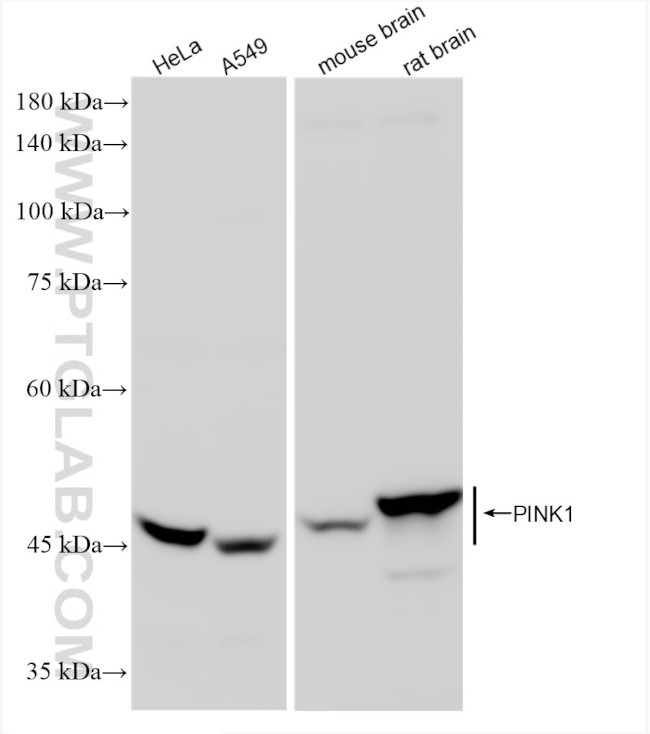 PINK1 Antibody in Western Blot (WB)