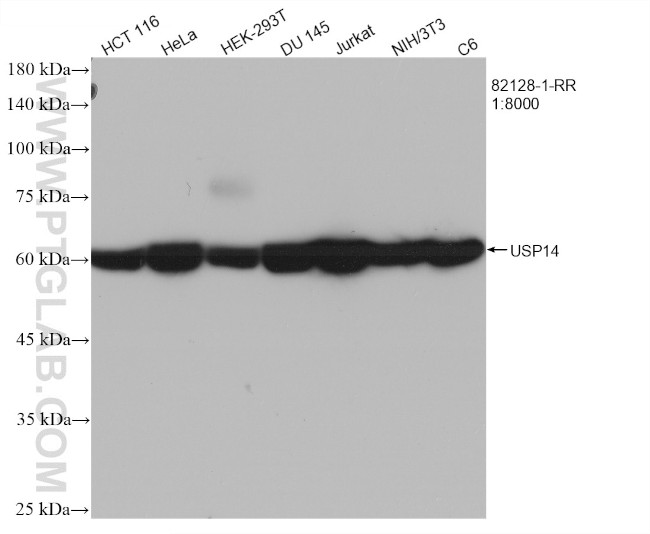 USP14 Antibody in Western Blot (WB)