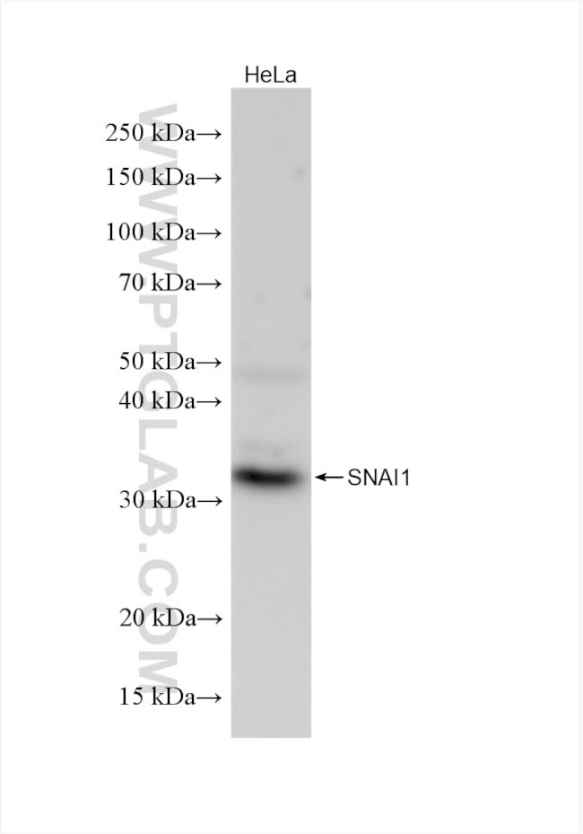 SNAI1 Antibody in Western Blot (WB)