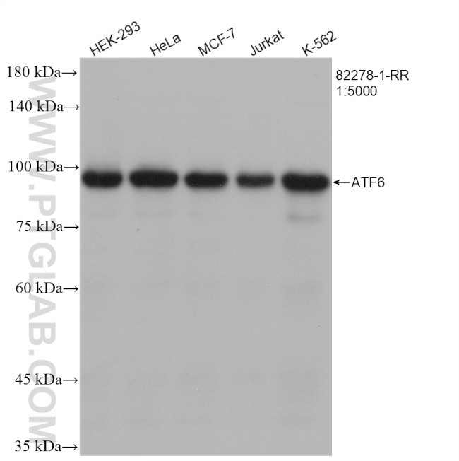 ATF6 Antibody in Western Blot (WB)