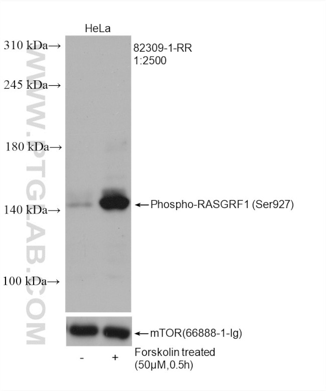 Phospho-RASGRF1 (Ser927) Antibody in Western Blot (WB)