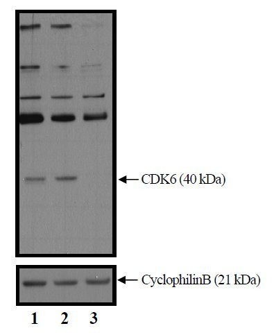 CDK6 Antibody in Western Blot (WB)