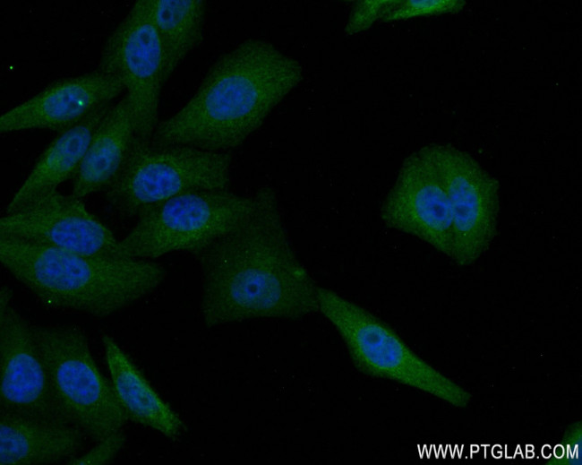 EGLN3/PHD3 Antibody in Immunocytochemistry (ICC/IF)
